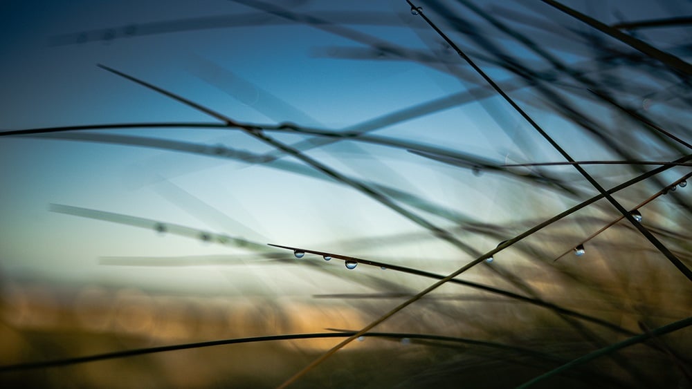 water droplets on grass