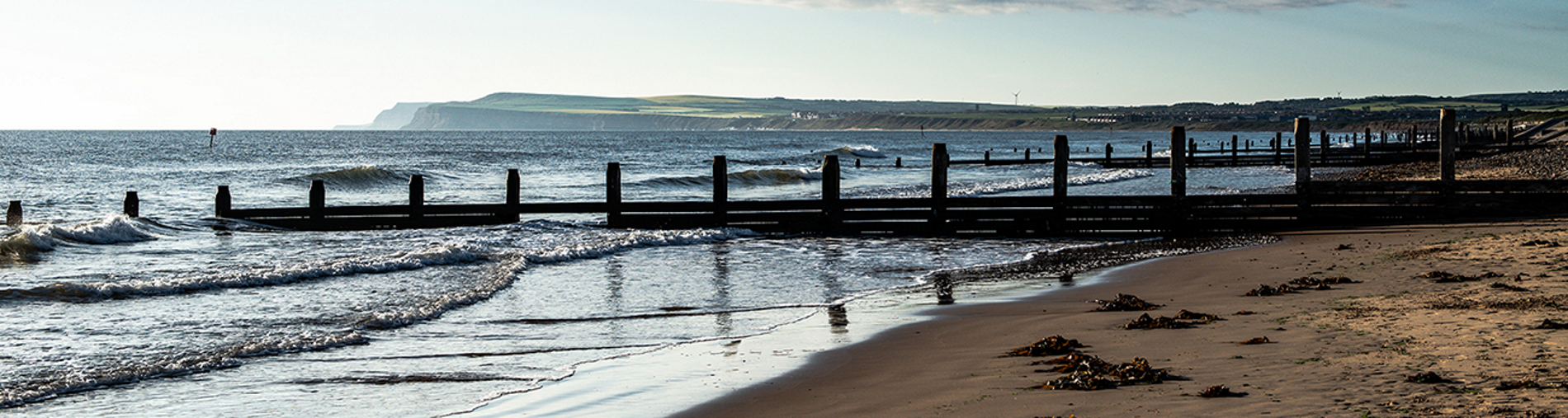 Redcar Stray