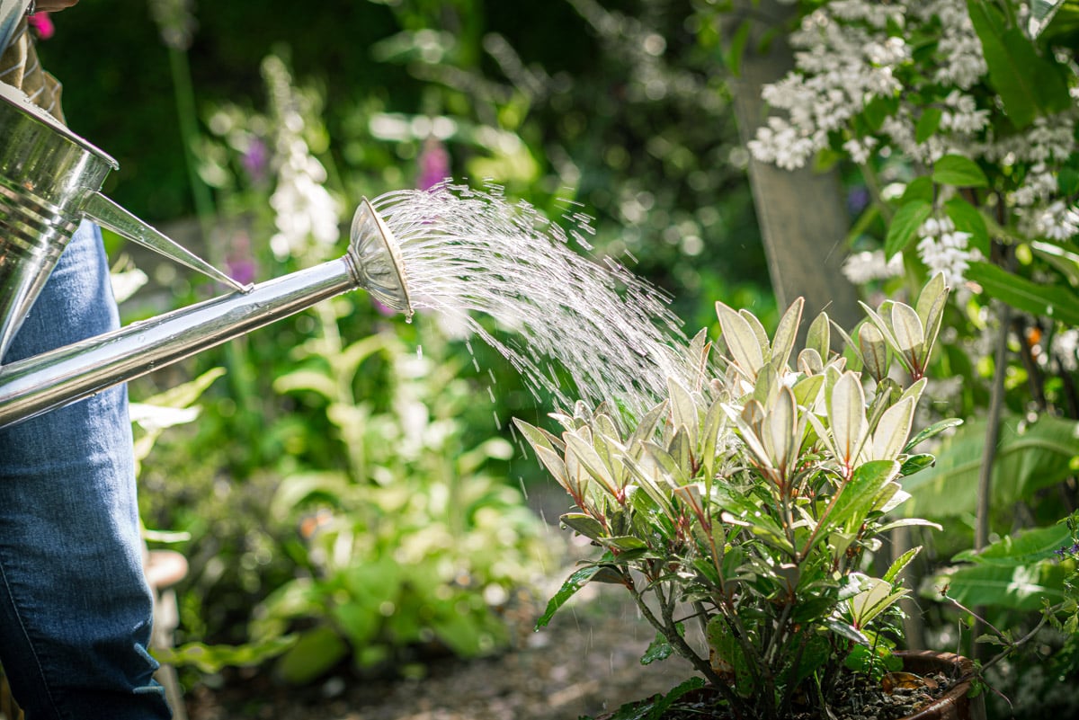 Watering can watering plants in garden