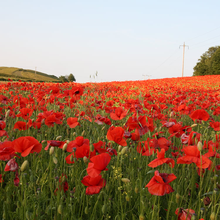 Poppy field near Greenside